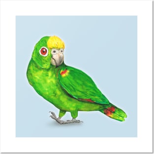 Panama amazon parrot Posters and Art